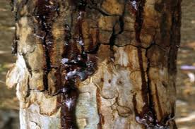 recolte_resine_benjoin